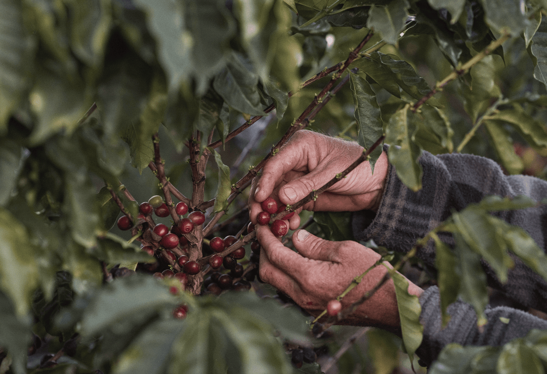 The Rising Cost of Coffee: What It Means for Roasters, Cafés, and You - Margaret River Roasting Co